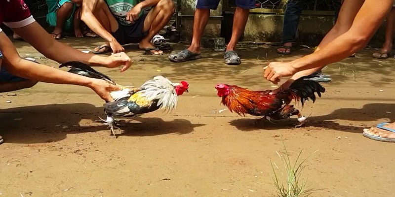 Đá Gà Tre - Hình Thức Giải Trí Đầy Kịch Tính Tại Trường Đấu